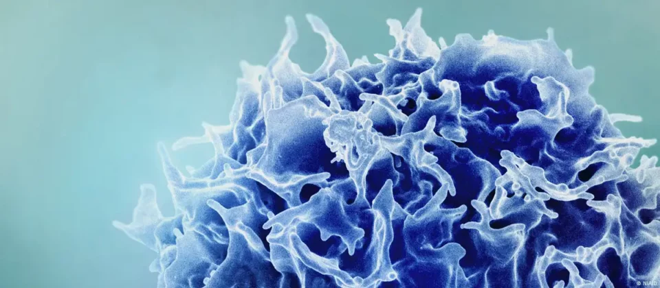 Científicos consiguen rejuvenecer el sistema inmunitario en laboratorio