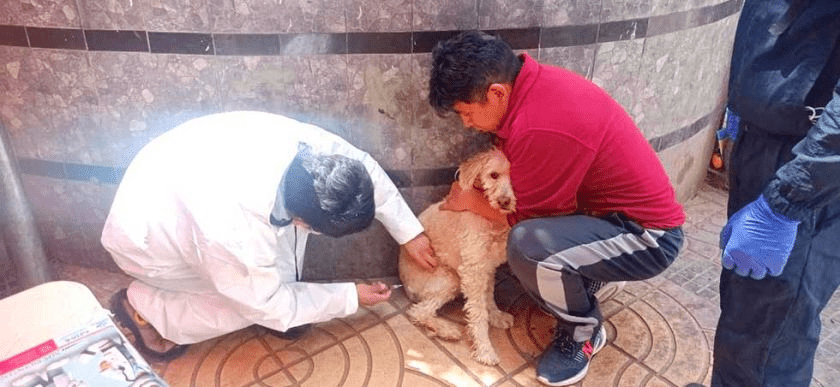 Masifican campaña de vacunación antirrábica en provincias de Potosí