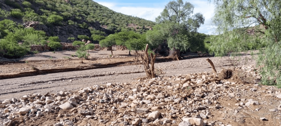 Riada en Cotagaita provoca la muerte de 40 animales