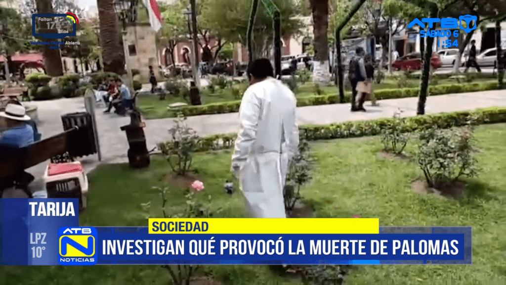 Zoonosis investiga posible envenenamiento de palomas en Tarija