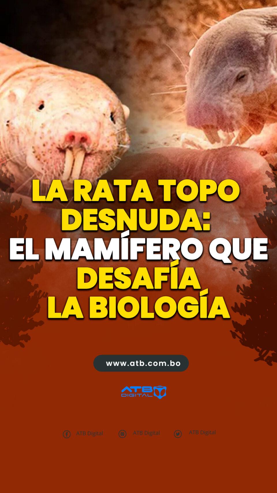 La rata topo d3snud4: el mamífero que desafía la biología