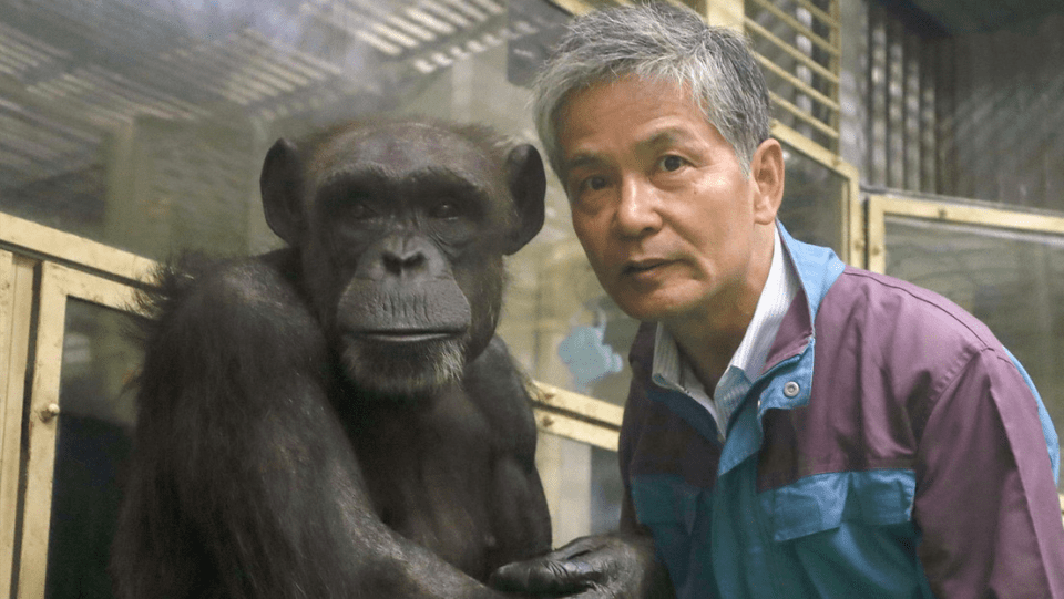 A los 49 años, muere la chimpancé genio que era capaz de reconocer jeroglíficos chinos y el alfabeto latino