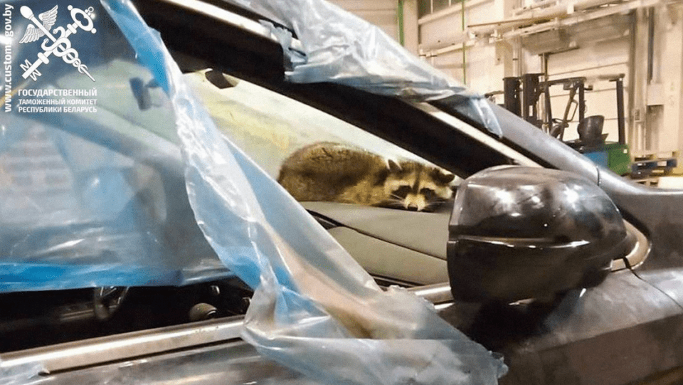 ¡Un viaje inesperado! Un mapache viaja de EE.UU. a Bielorrusia; ahora está en cuarentena