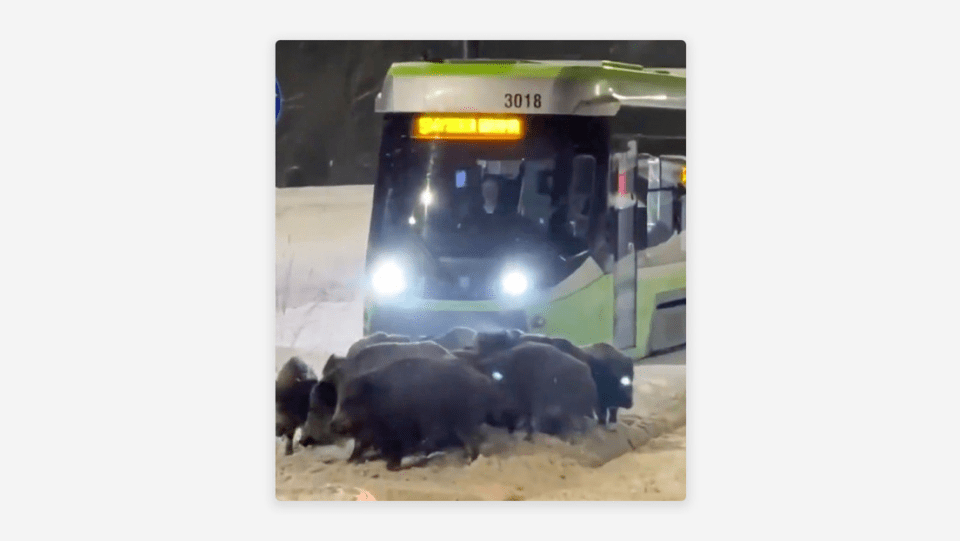 Jabalíes paralizan tráfico vehicular en Polonia