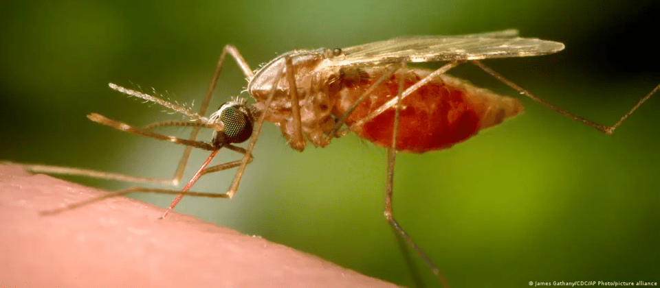 ¿Por qué los mosquitos optan por la sangre humana? Esta es la razón