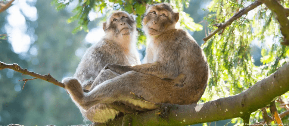 Estudio demuestra comportamiento homosexual en 59 especies de primates inducida por el medio ambiente