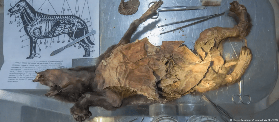 Extraen ADN y secuencian genoma de un rinoceronte lanudo engullido por un lobo