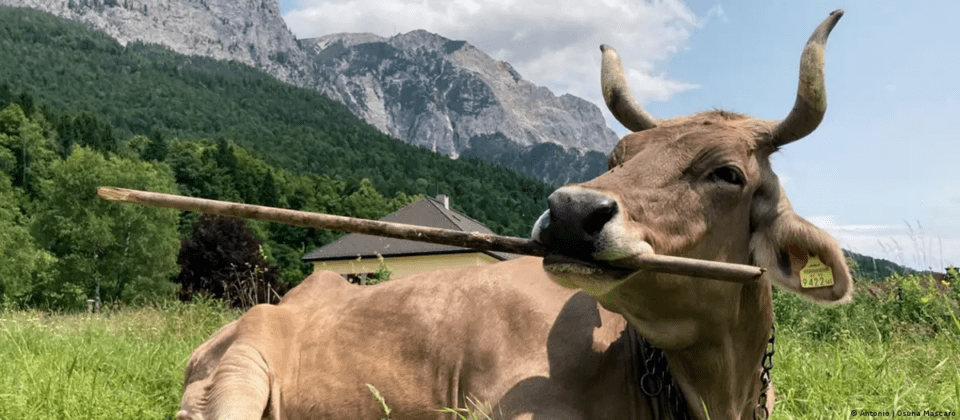 La ciencia presenta a Veronika, la vaca sorprendentemente lista e inteligente