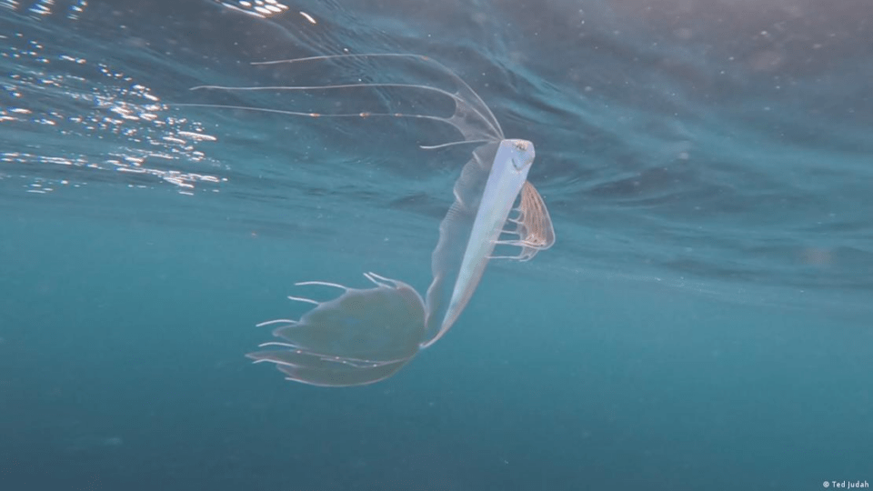 Hallan raro pez de aguas profundas a metros de la superficie