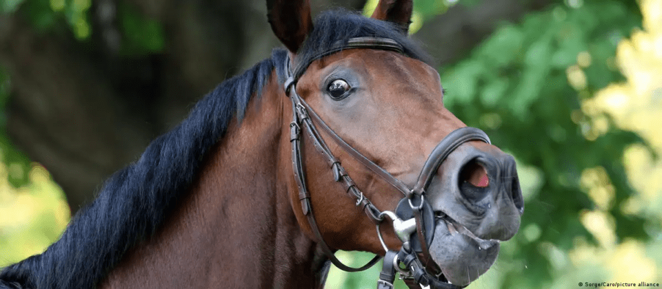 Sabías que los caballos detectan el miedo; el sudor puede dejarte en evidencia