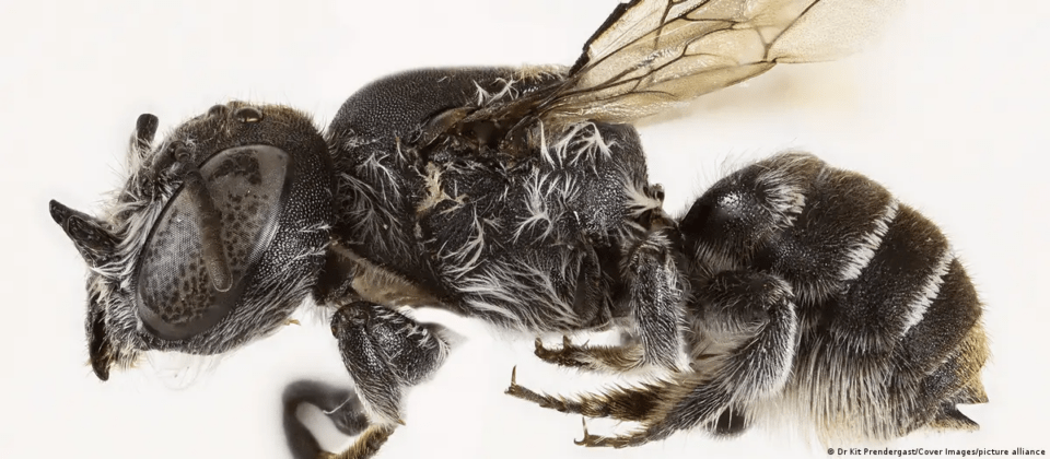 Descubren una “abeja lucifer” en Australia