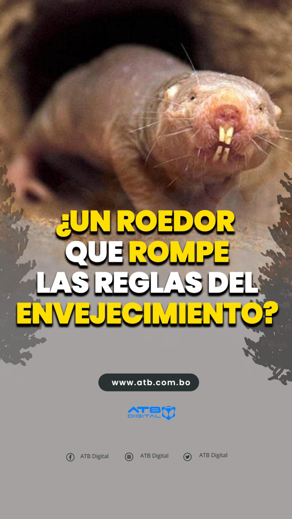 ¿Un roedor que rompe las reglas del envejecimiento?