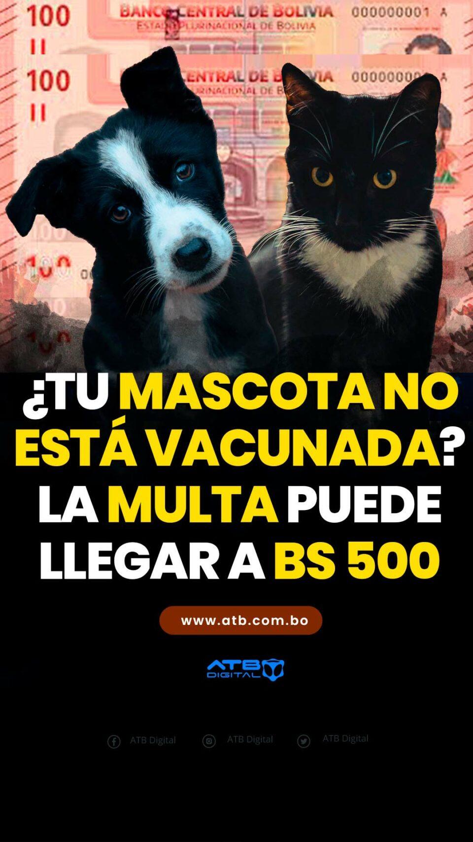 ¿Tu mascota no está vacunada? La multa puede llegar a Bs 500