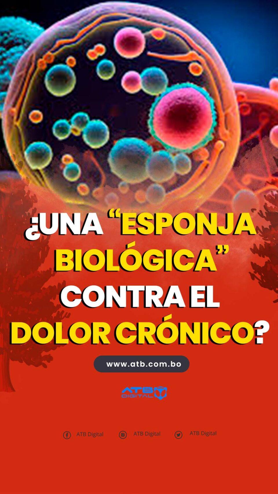 ¿Una “esponja biológica” contra el dolor crónico?