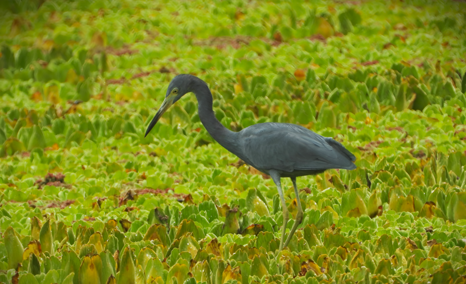 Llegan garzas azules a la laguna Alalay, las aves provienen de Canadá