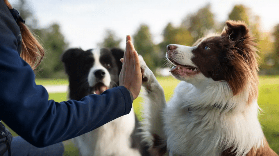 Demuestran superinteligencia de perros; su comportamiento es similar a los niños