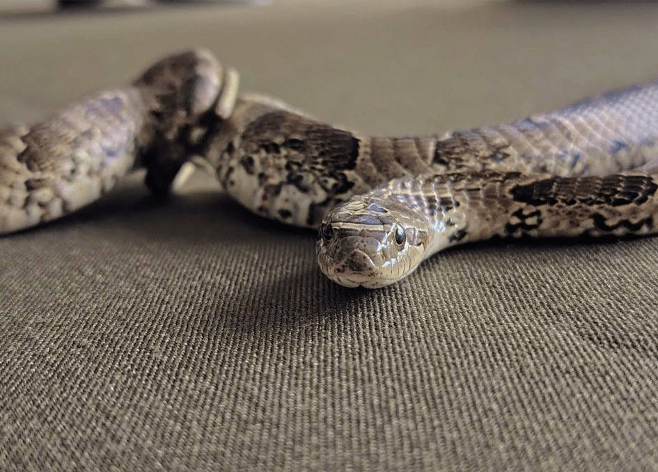 Rescatan a una ´Boa constrictor´ en la ciudad de Potosí
