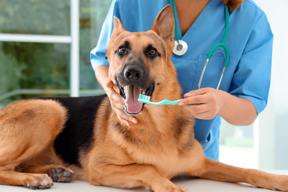 ¿Sabías que las mascotas también necesitan limpieza dental? Veterinaria revela los motivos