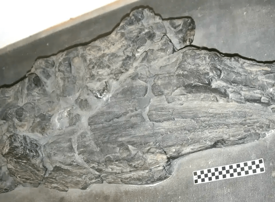 Los inmensos fósiles que la ciencia ha clasificado como un linaje biológico extinto