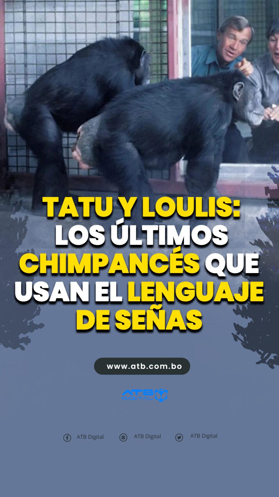 Tatu y Loulis: los últimos chimpancés que usan el lenguaje de señas