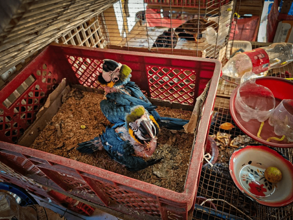 Rescatan a dos crías de paraba barba negra en la zona Pompeya, Beni