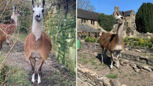 Ladrón se lleva una sorpresa al enfrentarse a llamas 'justicieras' y termina capturado