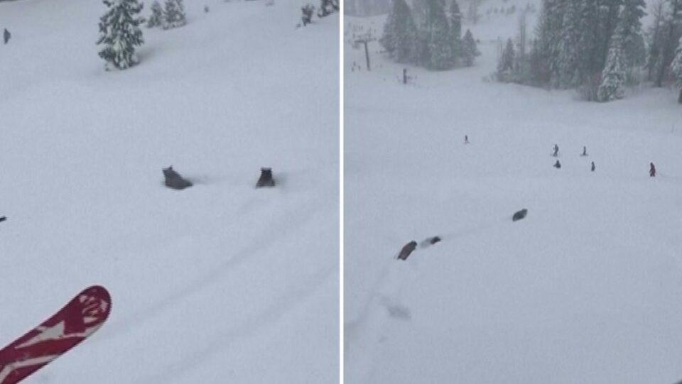 Osos irrumpen en una pista de esquí y corren a toda velocidad entre los esquiadores