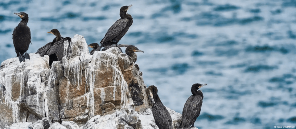 El fertilizante que le dio poder y estatus a la cultura preinca