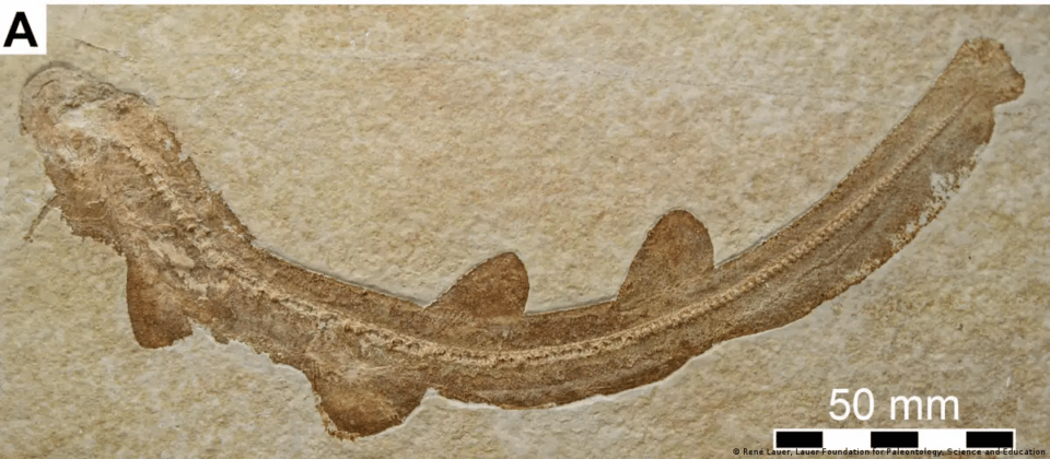 El tiburón prehistórico de Baviera desentraña más datos sobre la evolución