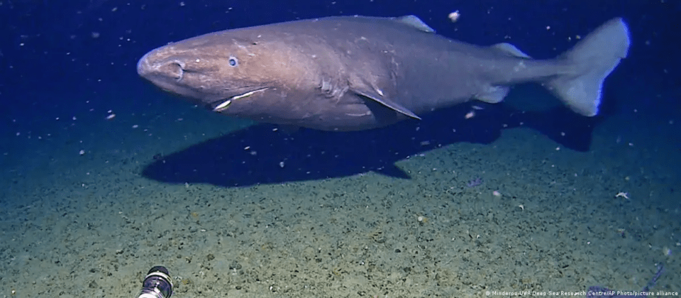Captan a un tiburón en el lugar donde se creía que no existía más