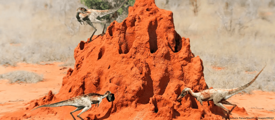 Hallan fósiles de dinosaurio en Argentina