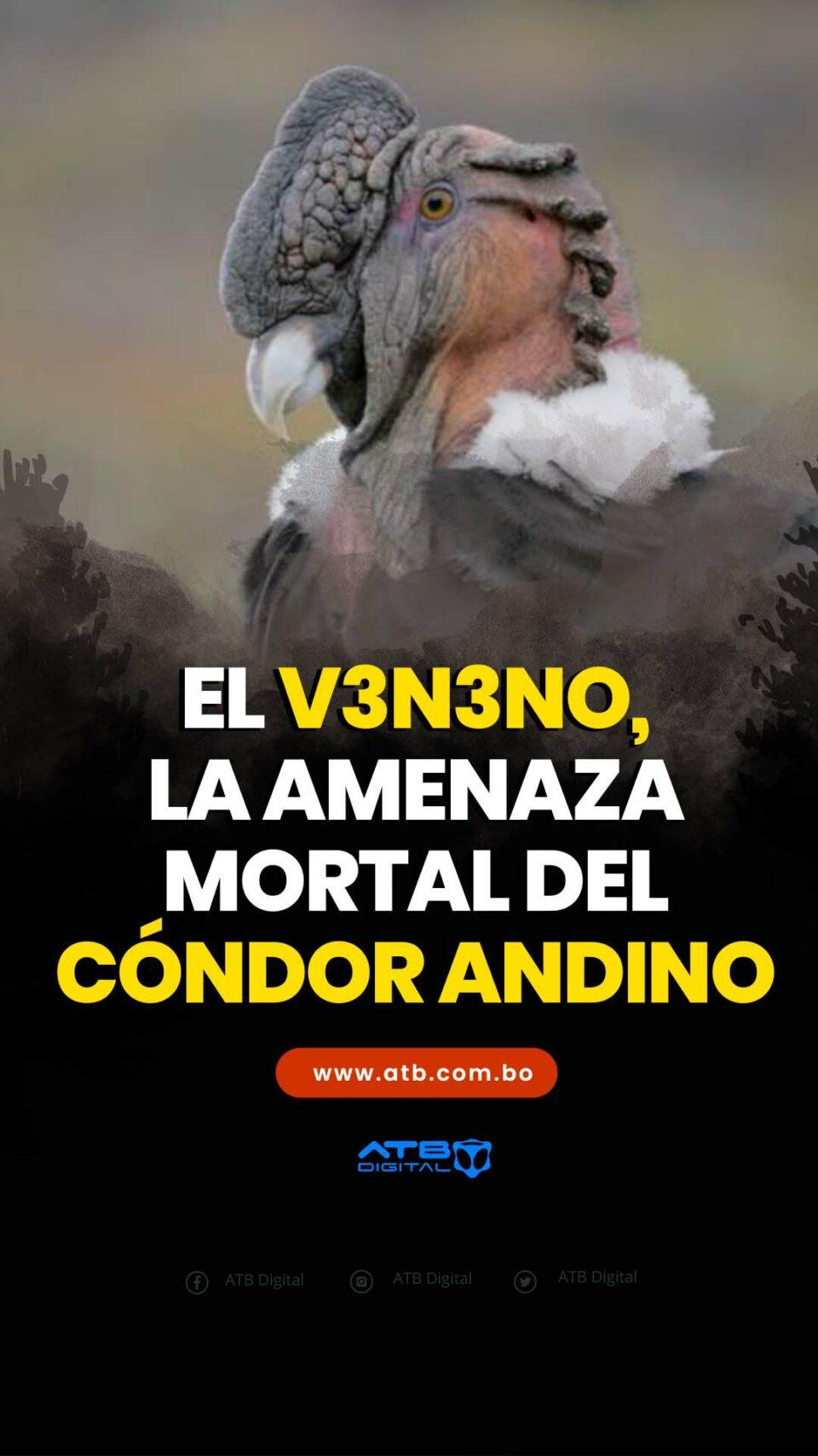 El veneno, la amenaza mortal del cóndor andino