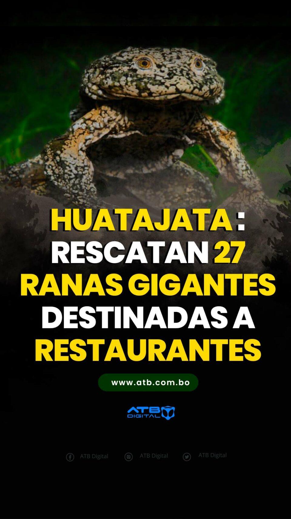 Huatajata: Rescatan 27 ranas gigantes destinadas a restaurantes