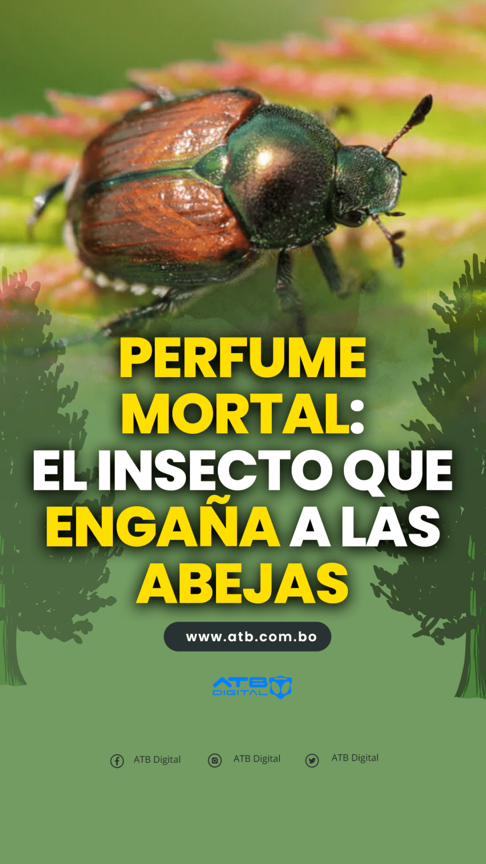 Perfume mortal: el insecto que engaña a las abejas