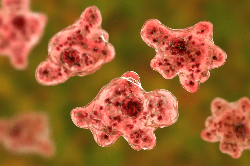 Los organismos unicelulares que no necesitan huésped y se han convertido en una amenaza para el cerebro