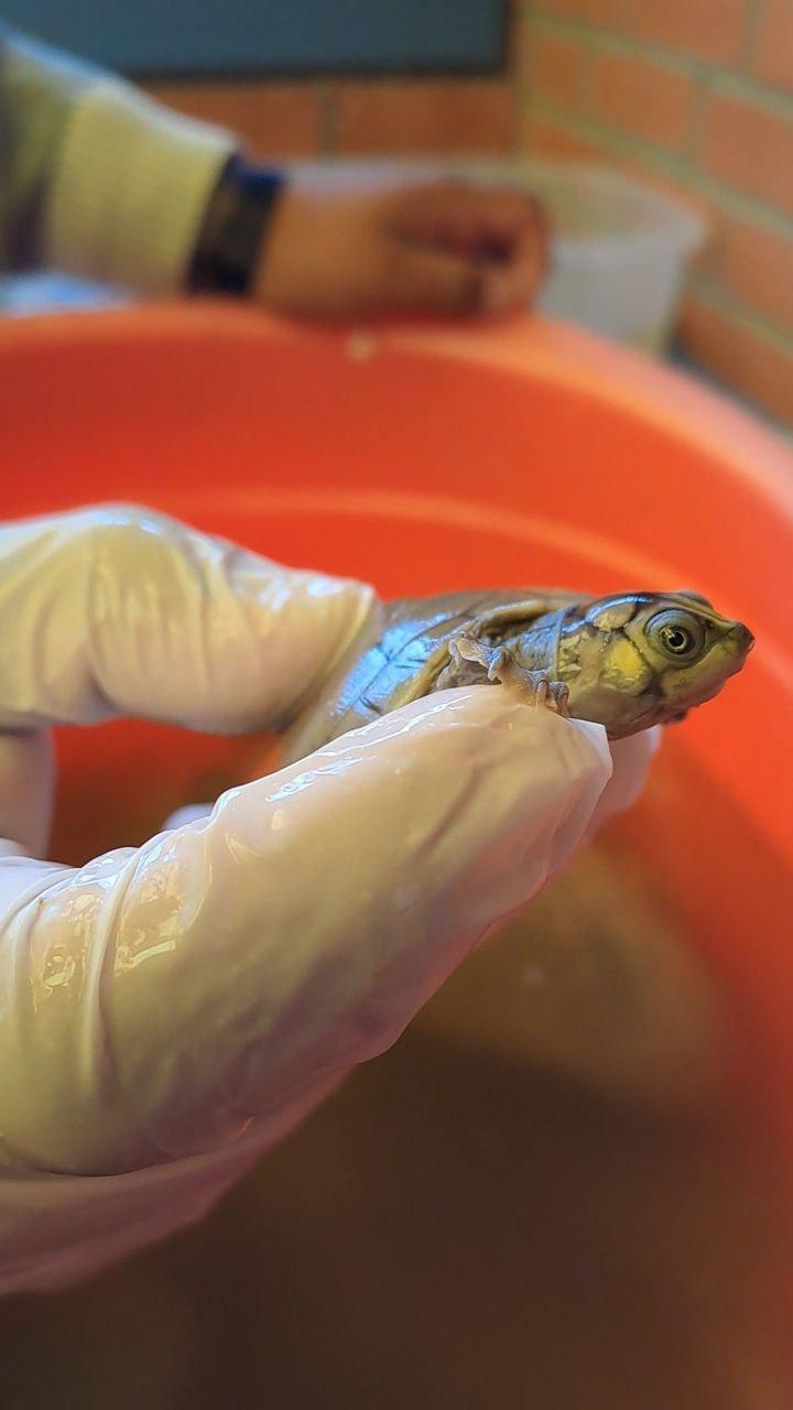 Rescatan a 58 tortugas del comercio ilegal en la feria 16 de Julio