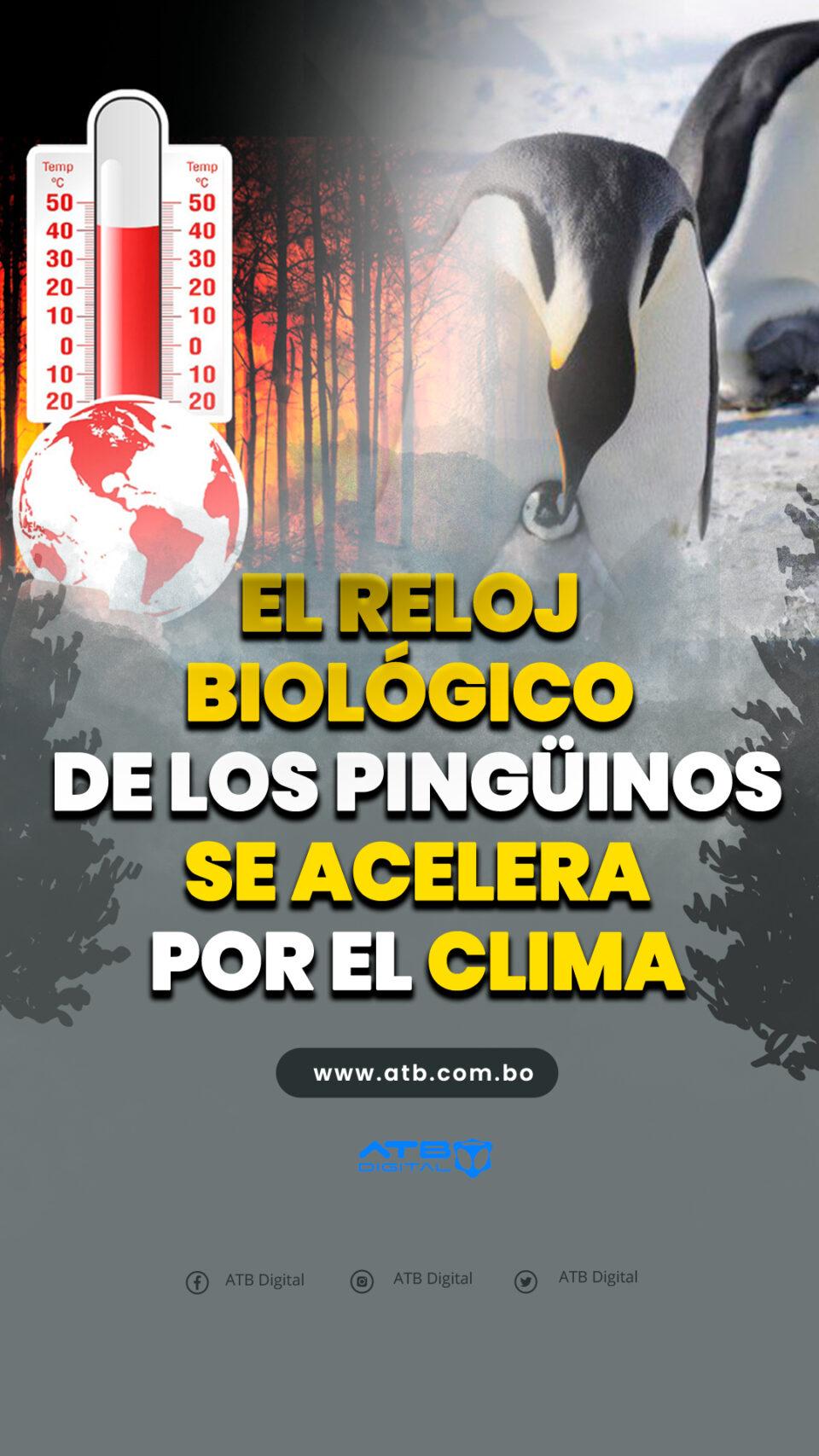 El reloj biológico de los pingüinos se acelera por el clima