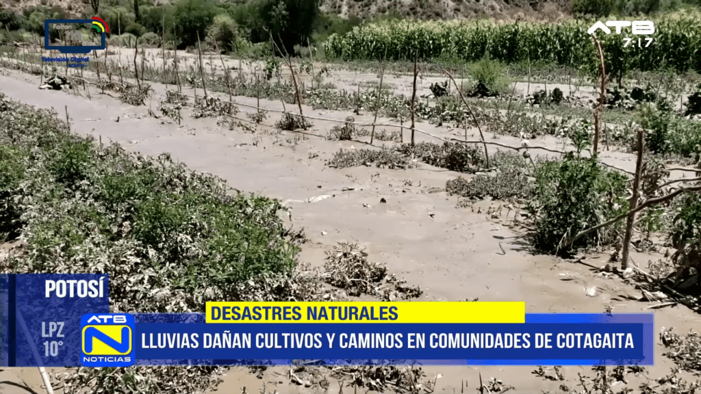 Inundaciones afectan producción agrícola en Potosí