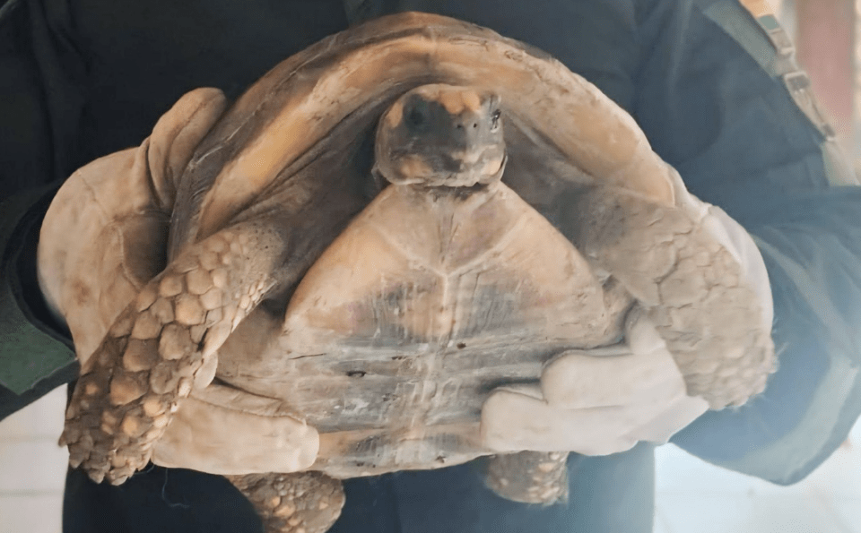Pofoma rescata a una tortuga en vía pública en la ciudad de Trinidad, Beni