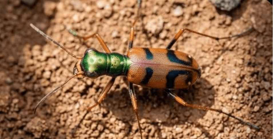 Certamen mundial: Apoya con tu voto al escarabajo de la Chiquitania