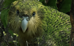 La historia viral del kakapo: cómo un “loro que no vuela” cautivó a miles y reaviva la lucha por su supervivencia La historia viral del kakapo: cómo un “loro que no vuela” cautivó a miles y reaviva la lucha por su supervivencia