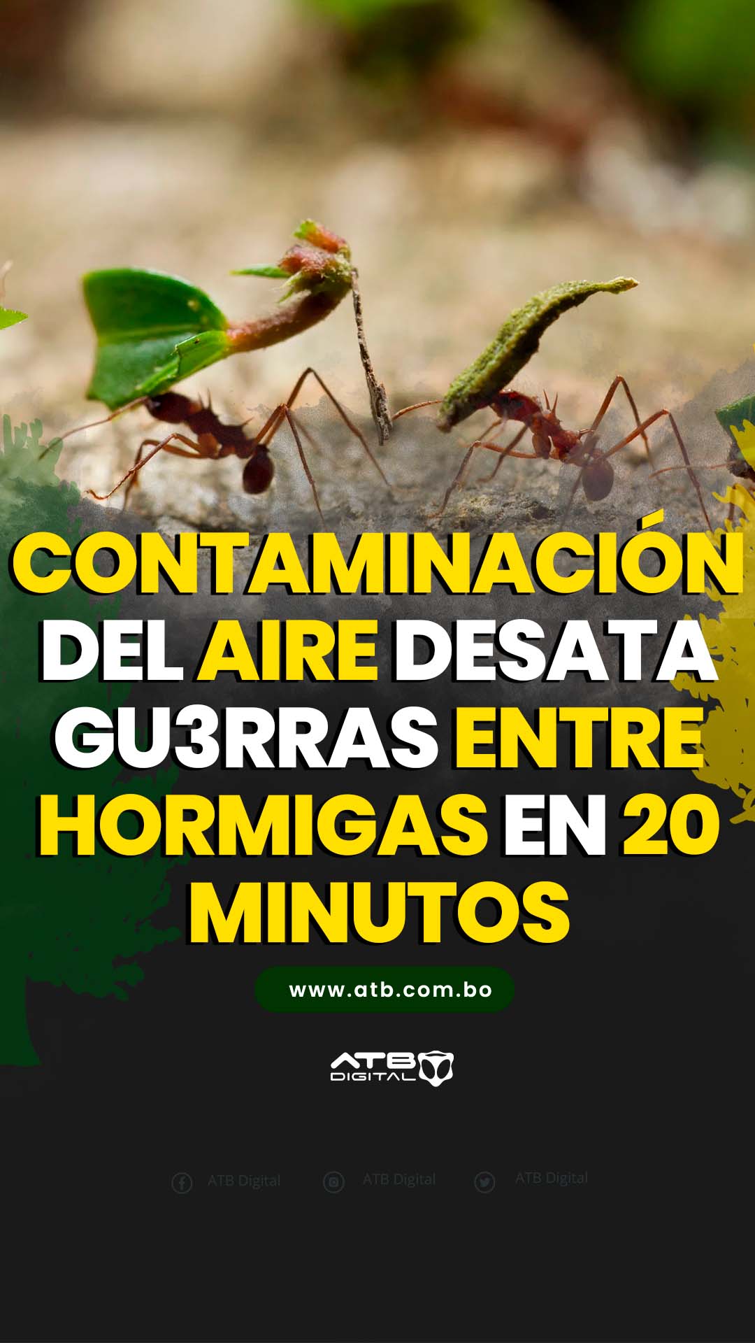 🌎Contaminación del aire desata gu3rras entre hormigas en 20 minutos🐜 - ATB Digital