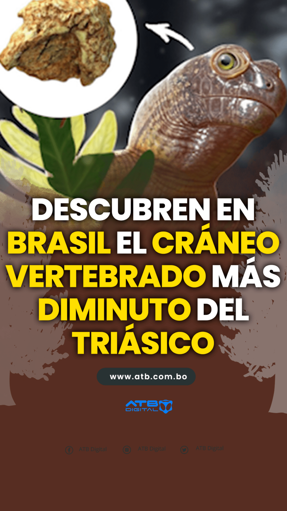 Descubren en Brasil el cráneo vertebrado más diminuto del Triásico