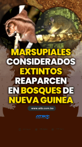 Marsupiales considerados extintos reaparecen en bosques de Nueva Guinea