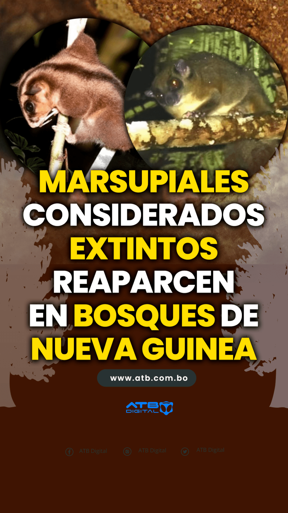 Marsupiales considerados extintos reaparecen en bosques de Nueva Guinea