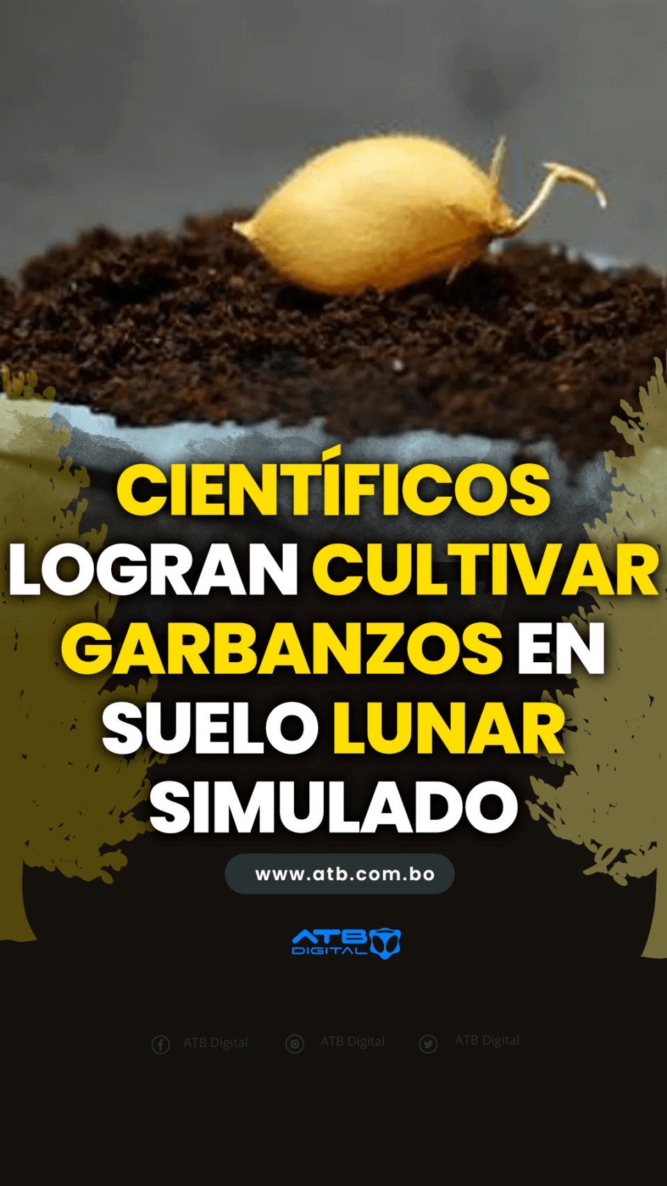 Científicos logran cultivar garbanzos en suelo lunar simulado