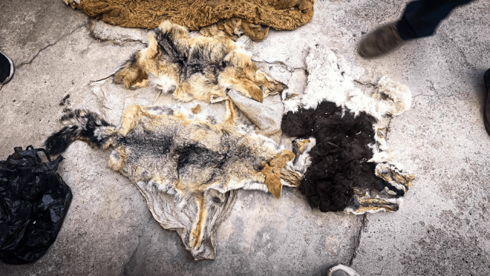 Secuestran pieles de animales silvestres y fibra de vicuña: hay dos aprehendidos tras un operativo