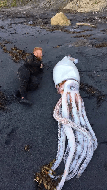 Hallan cefalópodos gigantes del Cretácico que podrían inspirar la leyenda del Kraken
