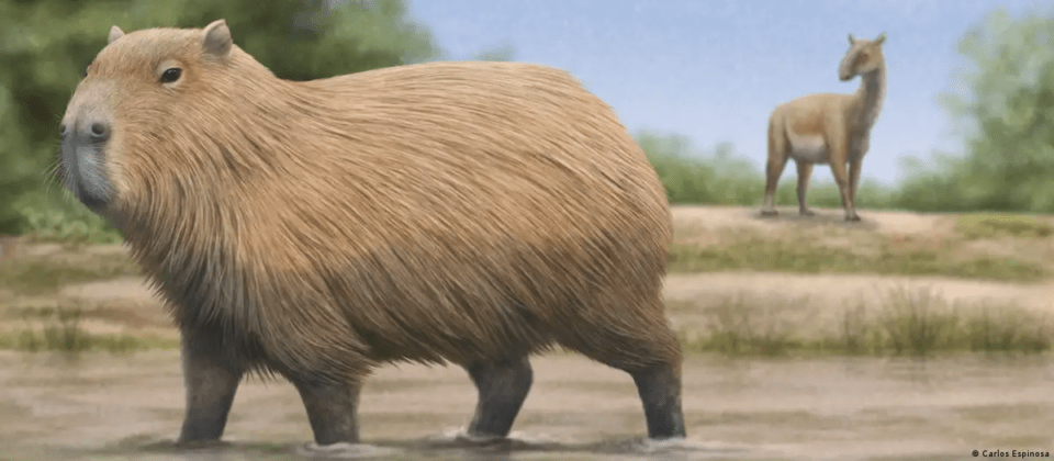 Hallazgo de fósil confirma que el capibara sí habitó en Chile