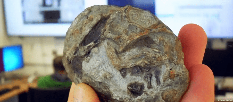 Hallazgo de fósil confirma que los ancestros de los mamíferos modernos ponían huevo